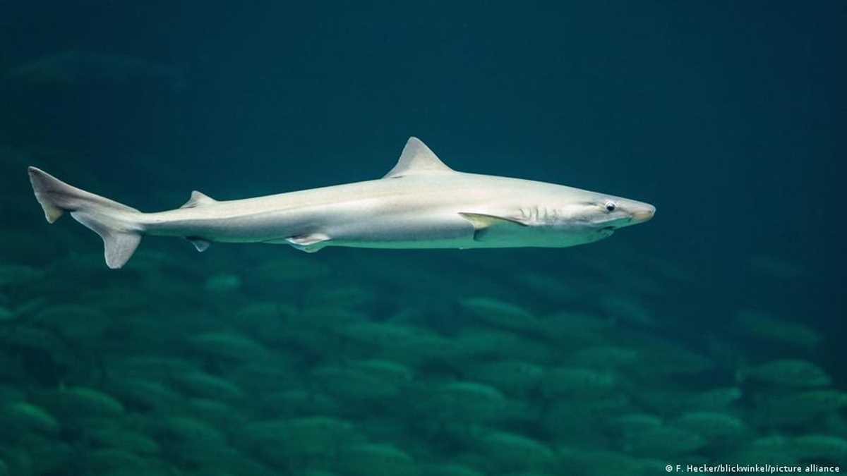 पनामा में शार्क फिन की बड़ी खेप सीज